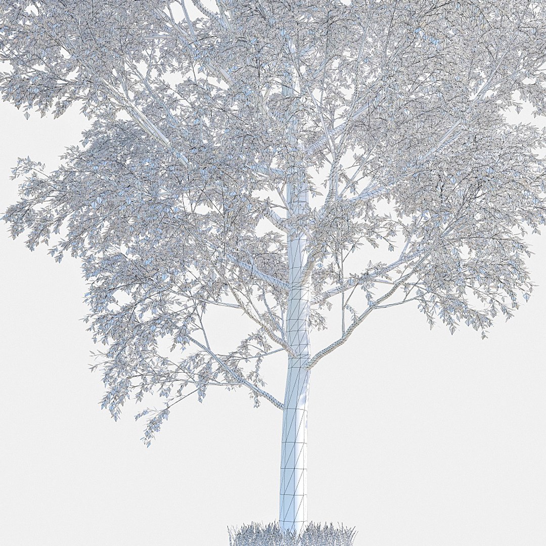 3d Model Poplar Tree