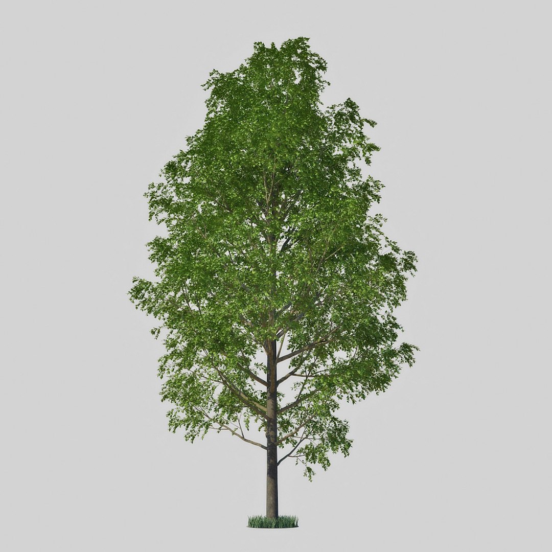 3d Model Poplar Tree