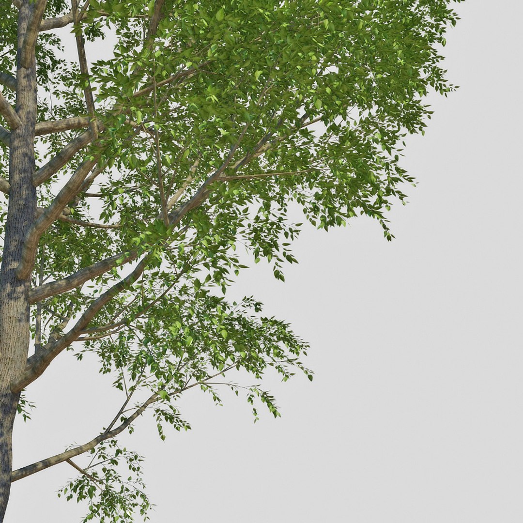 3d Model Poplar Tree