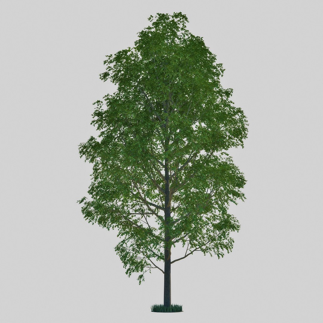 3d Model Poplar Tree