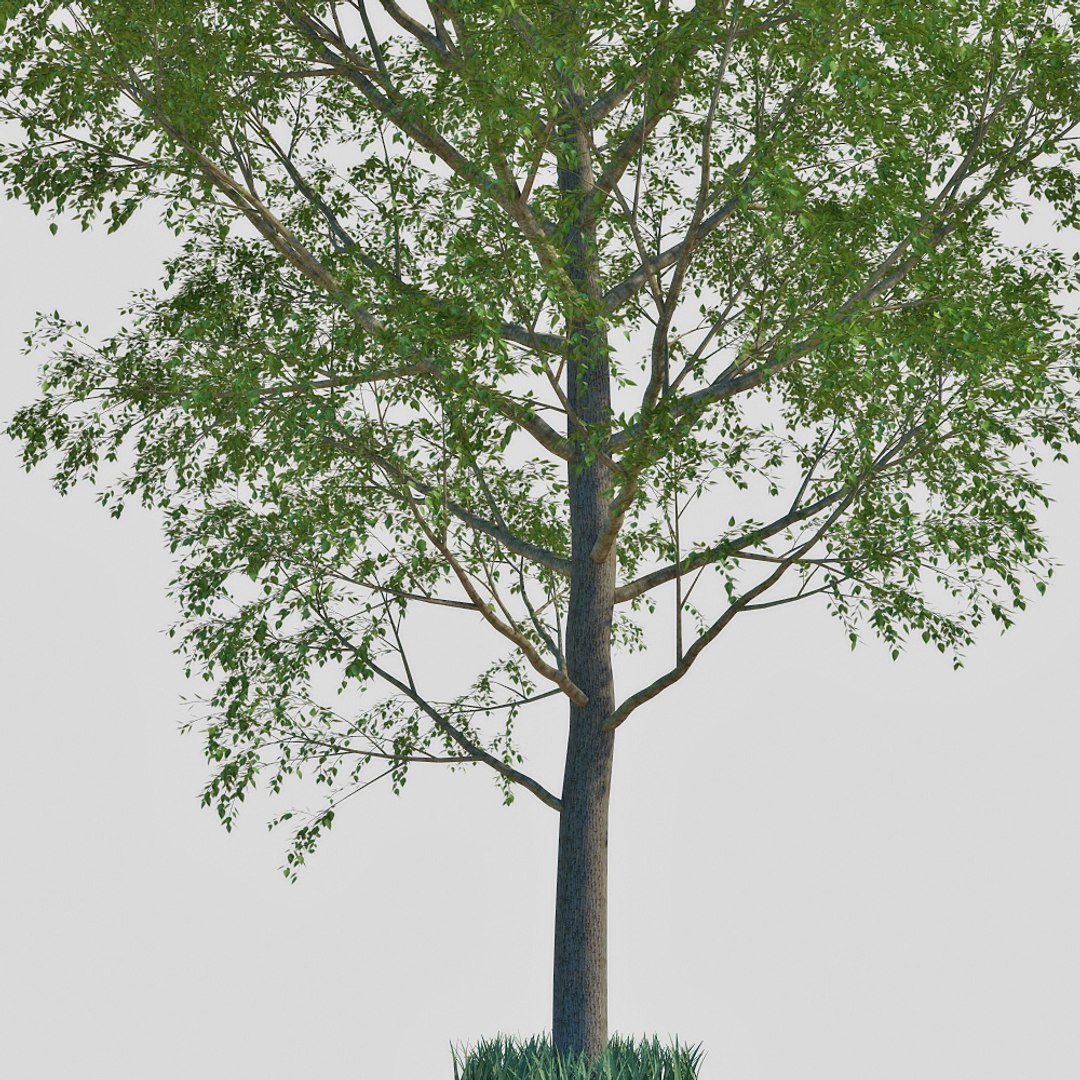 3d Model Poplar Tree