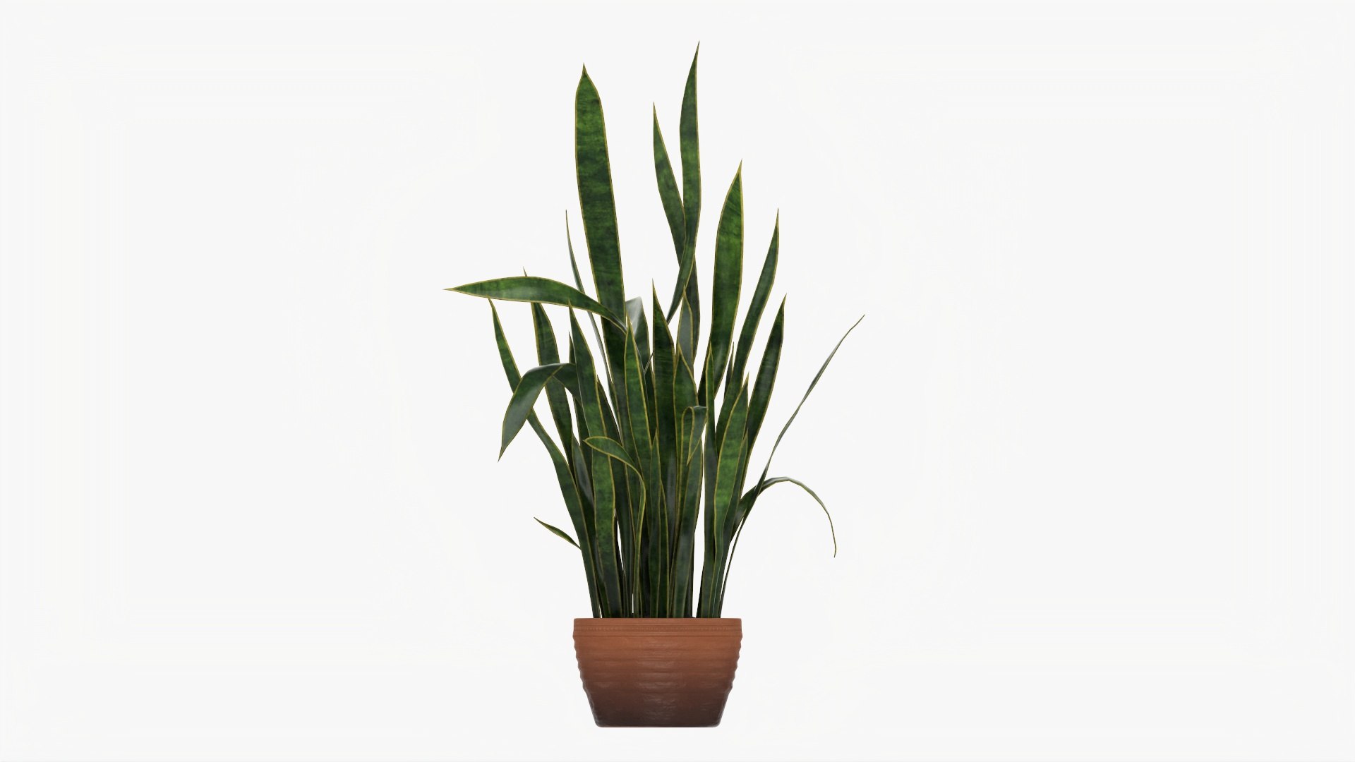 3D Snake plant Dracaena trifasciata 03 - TurboSquid 1770718