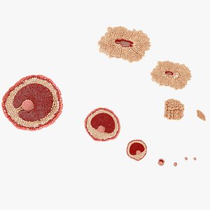 Ovum stages 3D