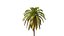 3D Palms with LODs Bundle