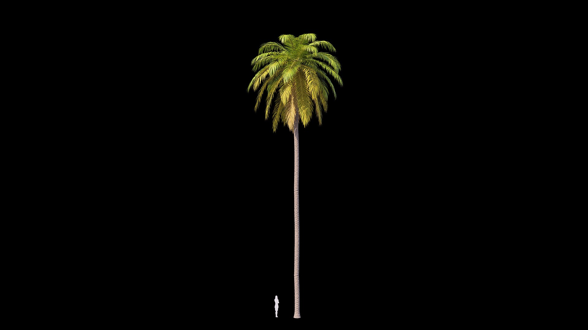 3D Palms with LODs Bundle https://p.turbosquid.com/ts-thumb/B3/VaCN0x/9t/palm_01/jpg/1754464749/1920x1080/fit_q87/96dfdfa3b8a44991ec39c142cd3e7433efc4adb5/palm_01.jpg