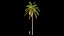 3D Palms with LODs Bundle