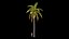 3D Palms with LODs Bundle