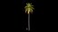 3D Palms with LODs Bundle