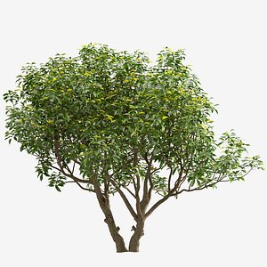 Set of Plumeria or Frangipani Tree -2 Trees
