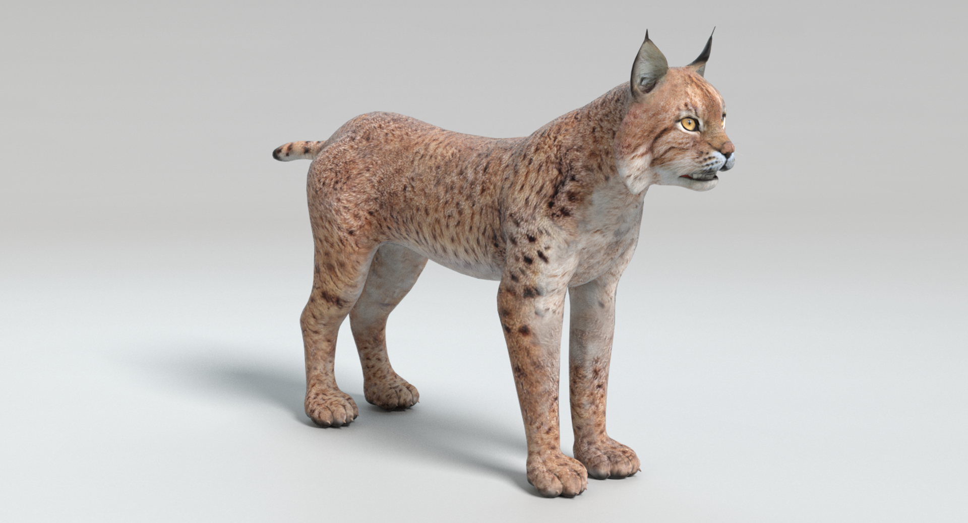 3D Bobcat Fur - TurboSquid 2025440