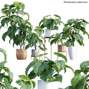 3D Philodendron subincisum