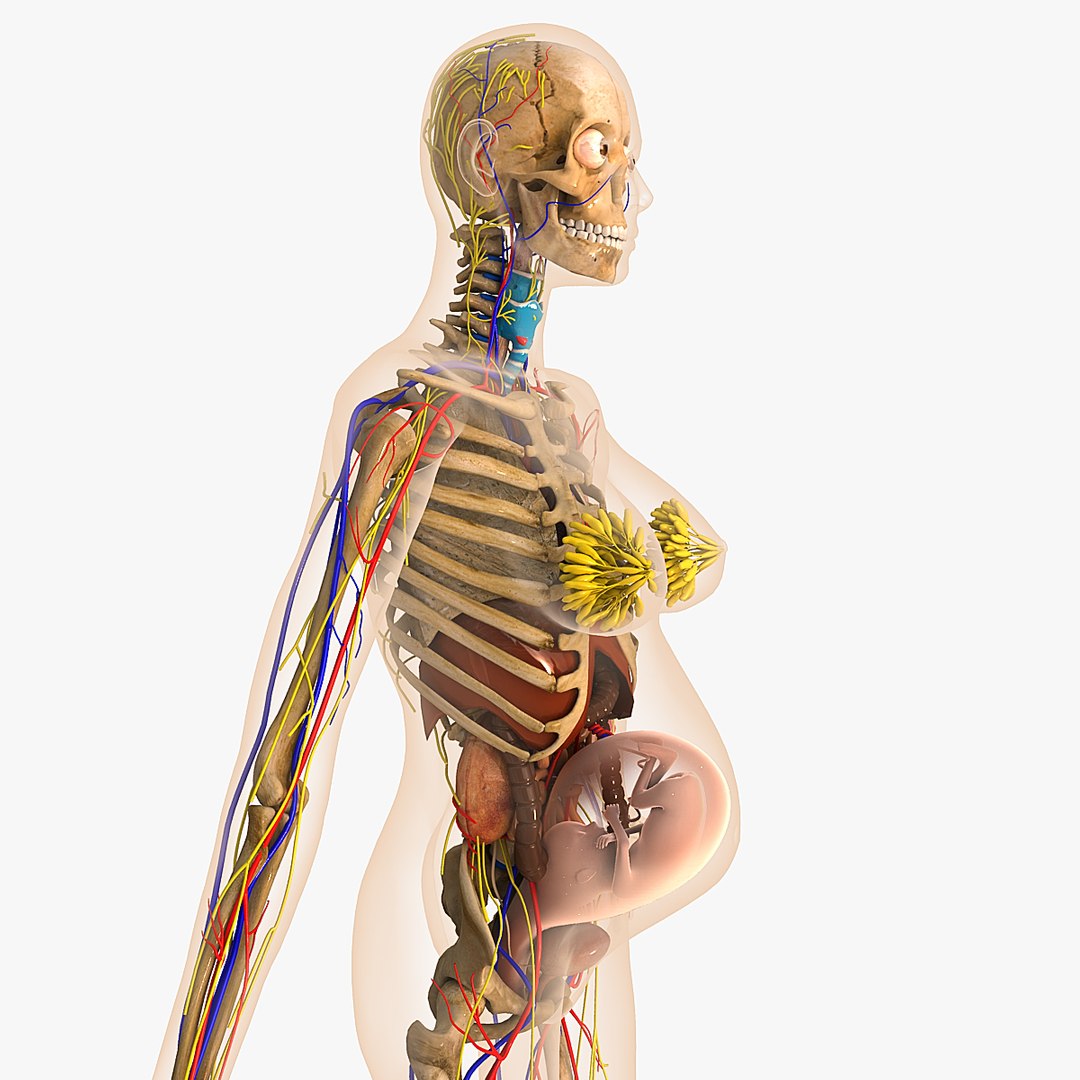 digestive female 3d model https://p.turbosquid.com/ts-thumb/B3/rL6bCb/4nwwxfXN/pregnant_side/jpg/1332770567/1920x1080/fit_q87/dfd40fe3d593f0c132cbbe3537693eee5d356794/pregnant_side.jpg