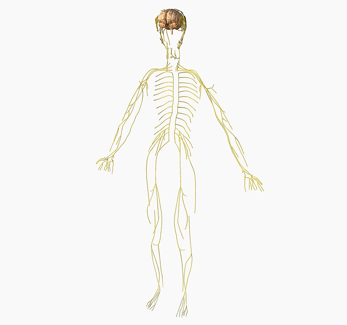 digestive female 3d model https://p.turbosquid.com/ts-thumb/B3/rL6bCb/FLcFqeoM/pregnant_nerves/jpg/1332779862/1920x1080/fit_q87/9c4984ba227ce004c7bf3b2149227c87ee4bff60/pregnant_nerves.jpg