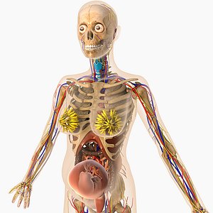 Pregnant Female Anatomy