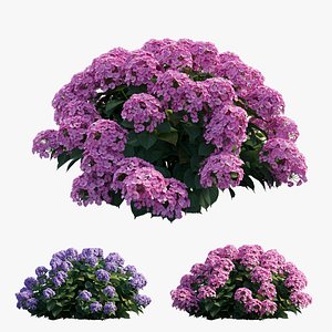 Hydrangea Plant set 22
