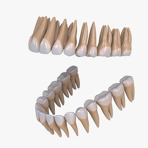 Human Teeth