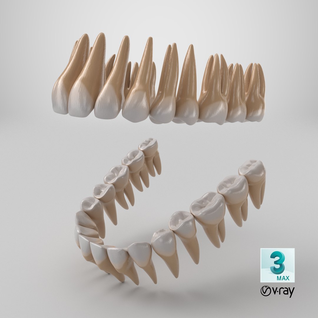 Human Teeth 3D model https://p.turbosquid.com/ts-thumb/B3/uL5WiE/ik/stemcell_max_vray_render/png/1766163983/1920x1080/fit_q87/a9e078602dddb3257d4d2c01b49193a7be7b14ad/stemcell_max_vray_render.jpg
