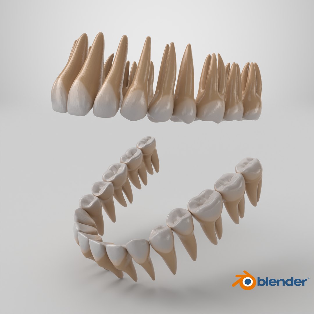 Human Teeth 3D model https://p.turbosquid.com/ts-thumb/B3/uL5WiE/kO/stemcell_blender_cycles_render/png/1766163978/1920x1080/fit_q87/24d3977e8687877a9834907e8c460ce2f8006868/stemcell_blender_cycles_render.jpg