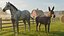 Horse and Donkey 3D model