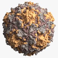 Capsid of poliovirus type 1 Mahoney
