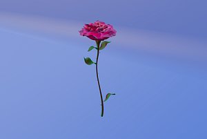 3D Rose model