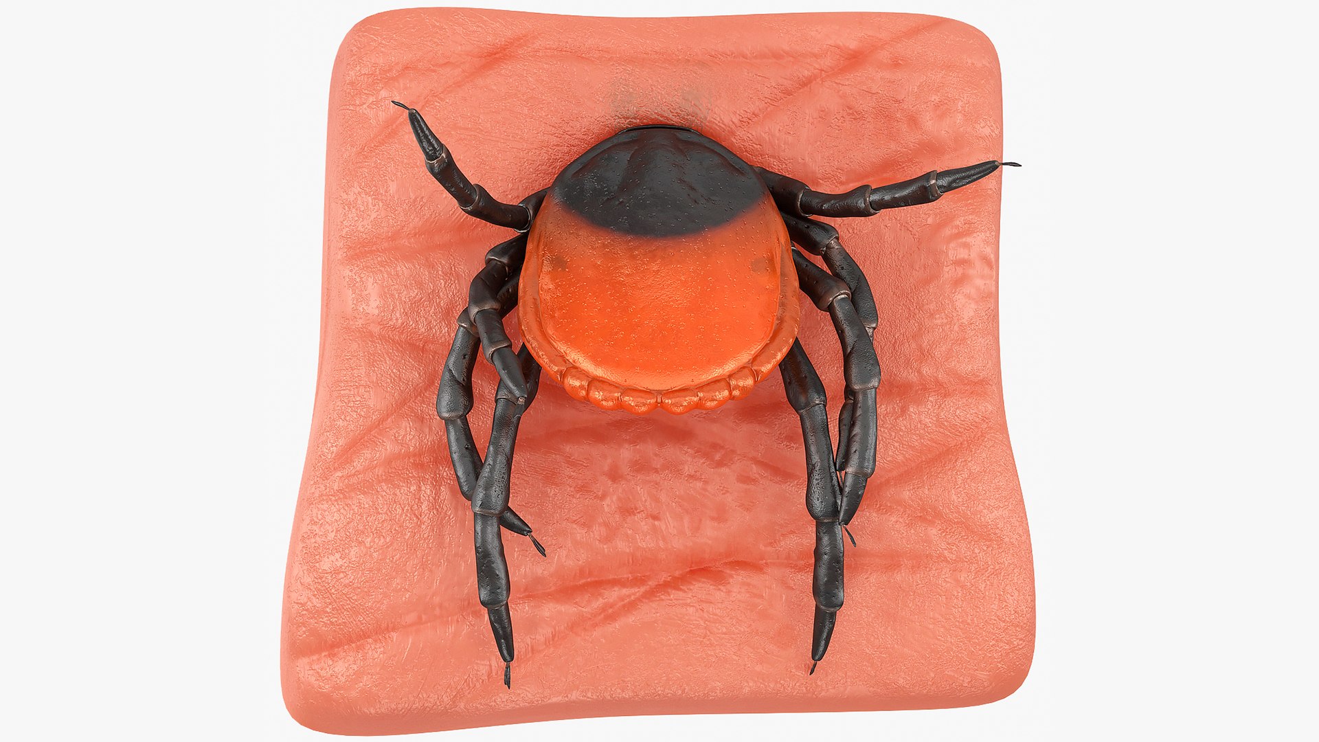 Tick Stuck in Skin 3D model preview