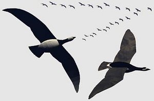 BARNACLEGEESE