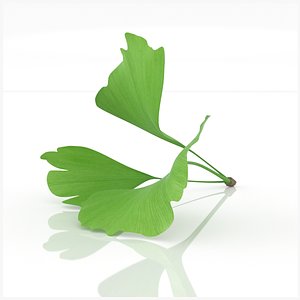 Sprig of Ginkgo biloba health decor advertising