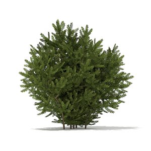 European Yew (Taxus baccata) 1.4m