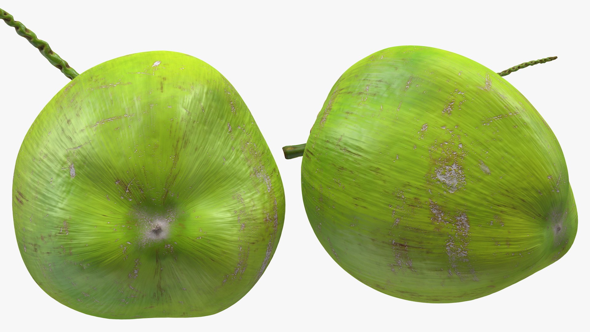 Fresh Green Coconuts 3D Model - TurboSquid 1558756