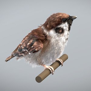 3D Eurasian Tree Sparrow