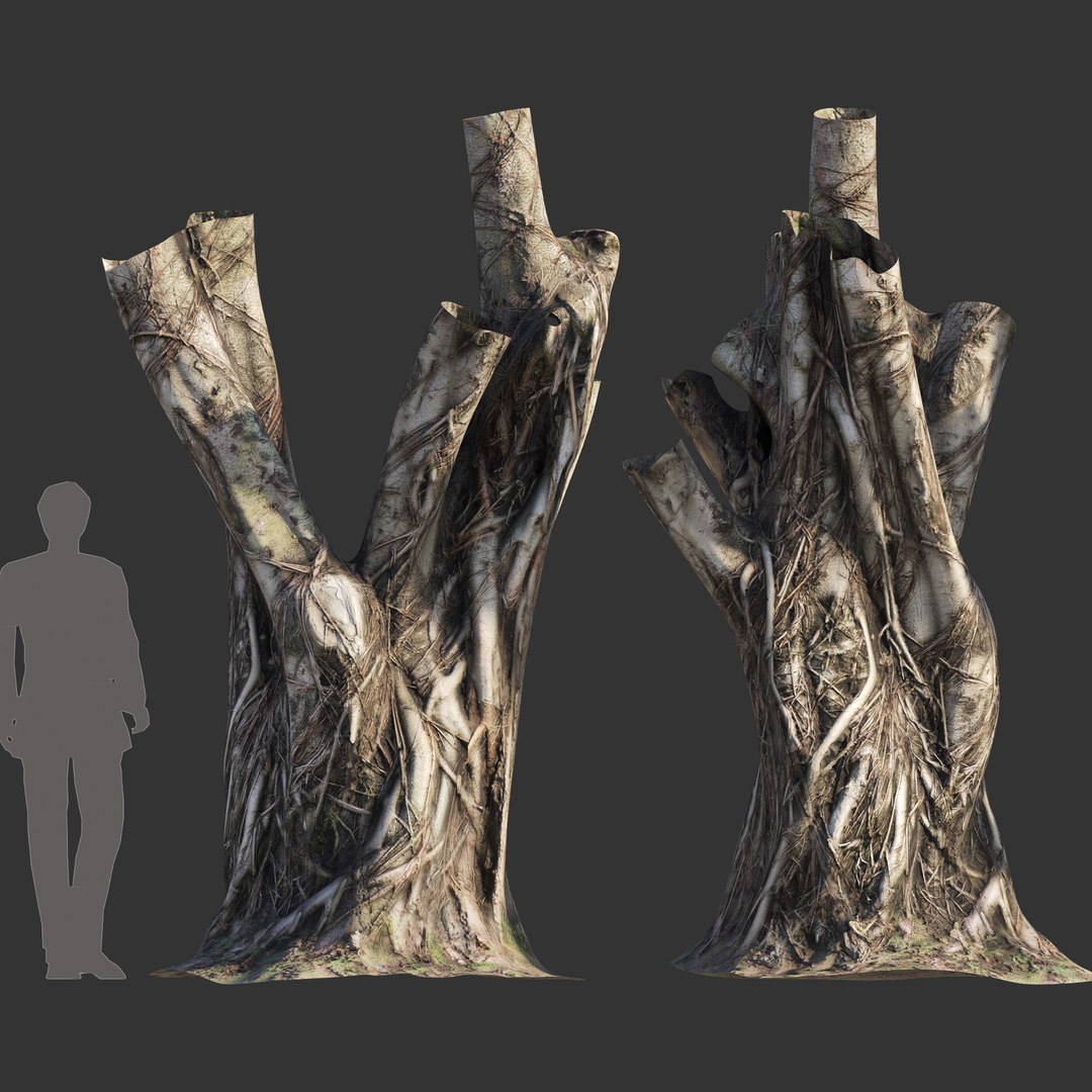 3D Ficus Tree Trunk 06 - TurboSquid 2105956