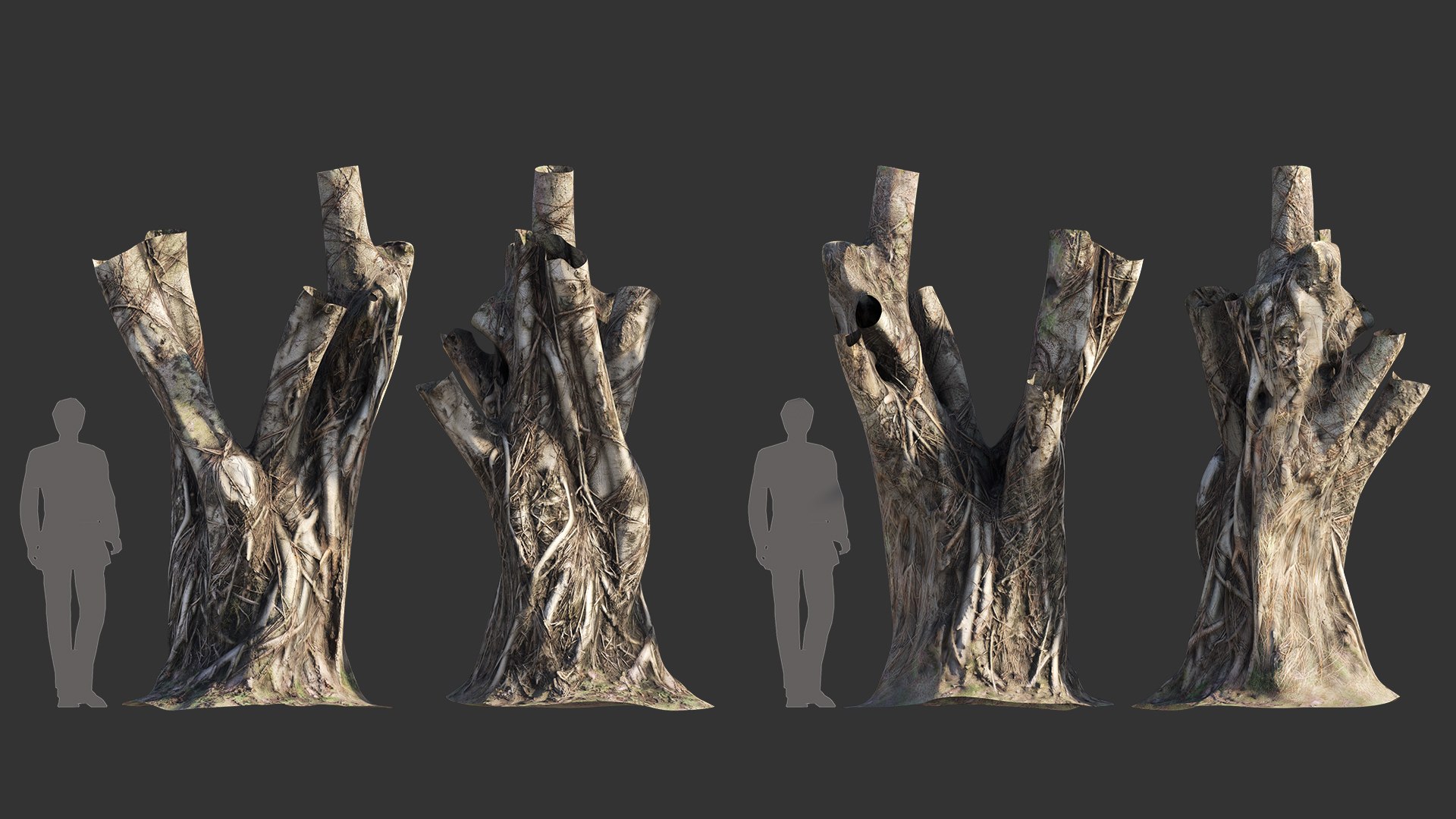 3D Ficus Tree Trunk 06 - TurboSquid 2105956