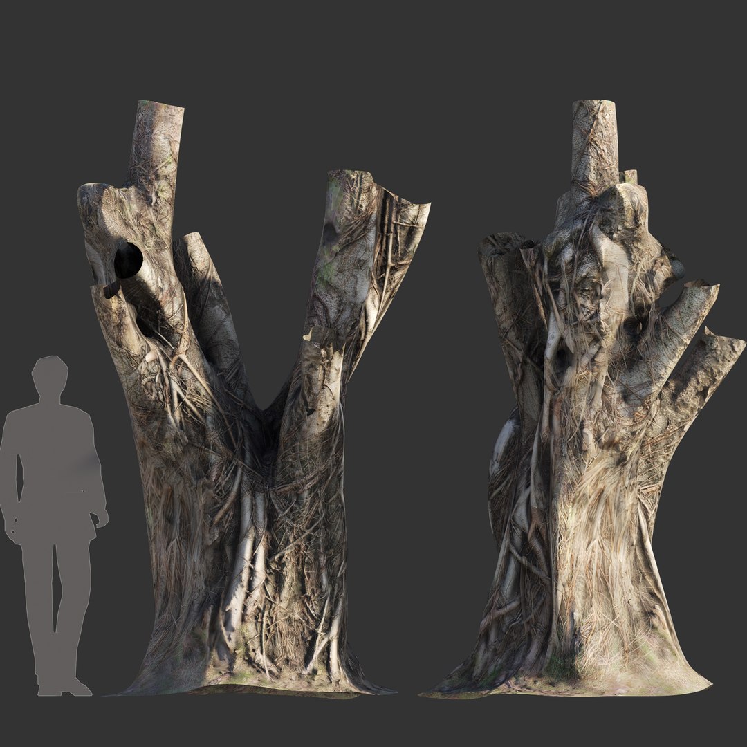 3D Ficus Tree Trunk 06 - TurboSquid 2105956