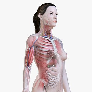 3D model female anatomy polys