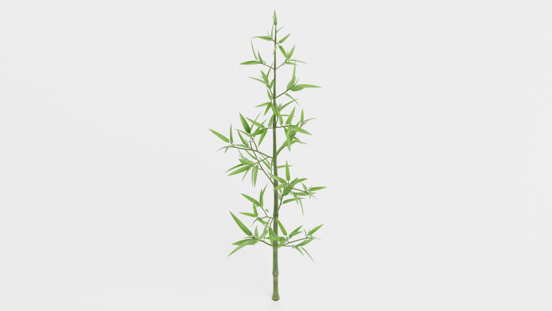 Bamboo model https://p.turbosquid.com/ts-thumb/B5/3K0aYh/GM/bambooe/png/1715185086/1920x1080/fit_q87/e37b2d254ef2c8b08b8c22187166c6a06c21cae6/bambooe.jpg