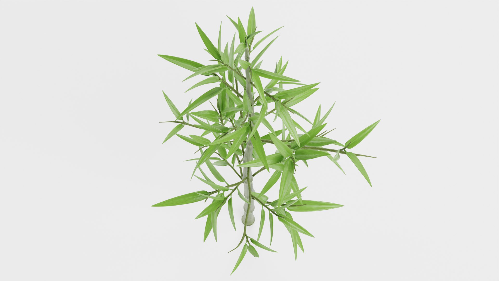 Bamboo model https://p.turbosquid.com/ts-thumb/B5/3K0aYh/WV/bamboog/png/1715185085/1920x1080/fit_q87/ec2e901c306174c4fbf250a296db94f31da5c1fc/bamboog.jpg