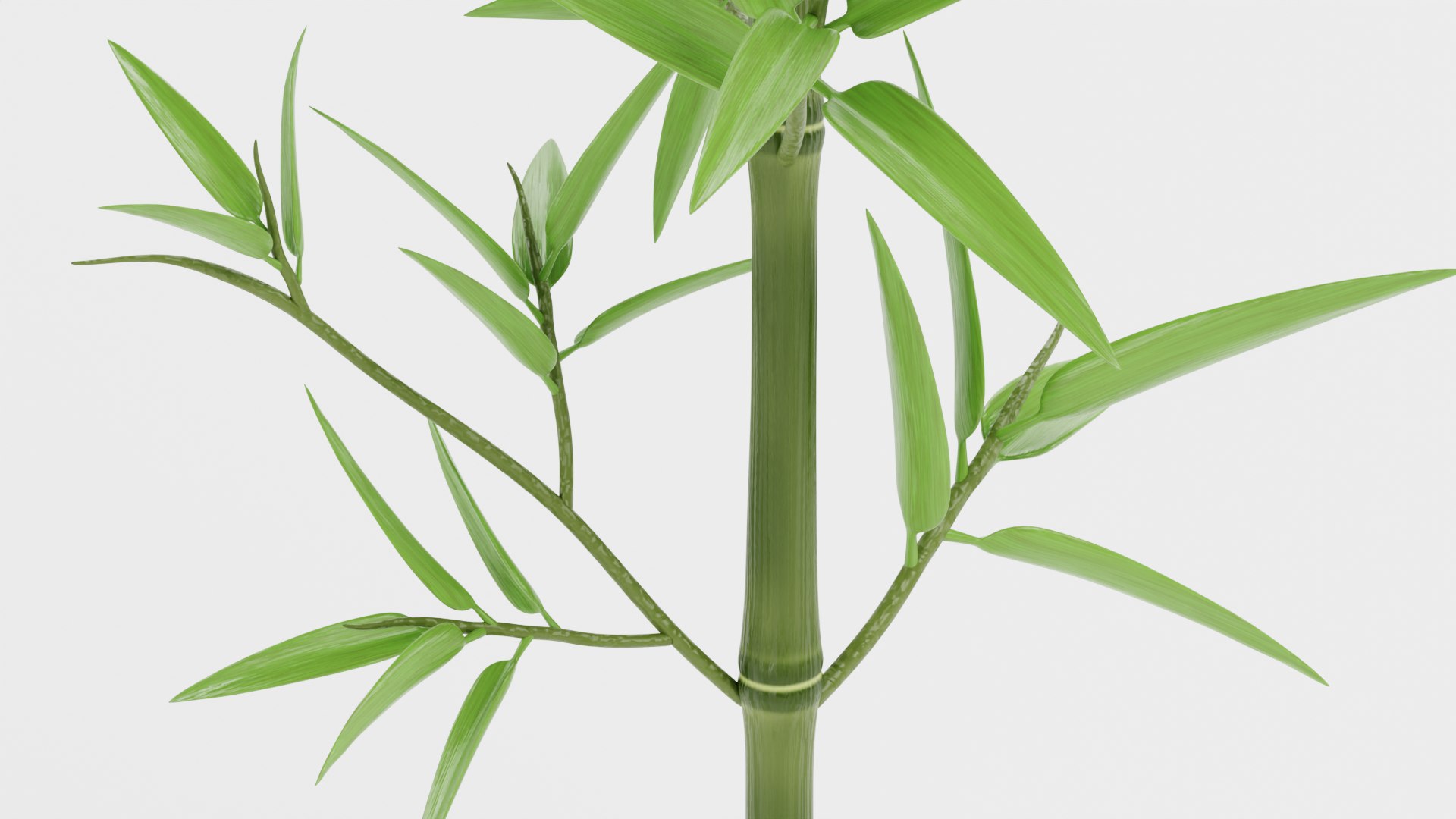 Bamboo model https://p.turbosquid.com/ts-thumb/B5/3K0aYh/X5/bambooh/png/1715185088/1920x1080/fit_q87/ad0cf158b130fde00134dc390828f4ae72aa7c80/bambooh.jpg