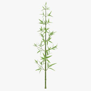 Bamboo