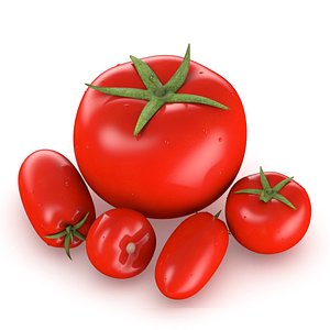 3D tomato food fruit model