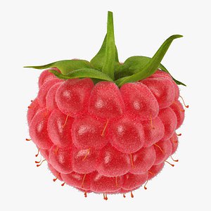 3d model raspberry fur modeled