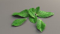 Mint