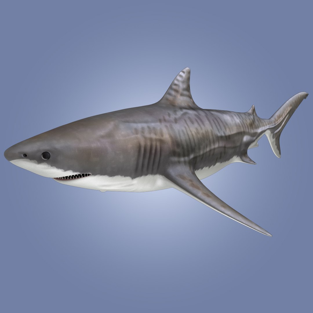 tiger shark 3d 3ds