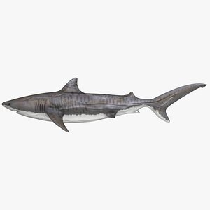 Tiger Shark
