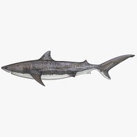 Tiger Shark