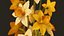 Zimmerpflanzen- und Blumen-Bundle