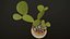 Zimmerpflanzen- und Blumen-Bundle