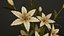 Zimmerpflanzen- und Blumen-Bundle