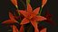 Zimmerpflanzen- und Blumen-Bundle