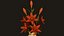 Zimmerpflanzen- und Blumen-Bundle